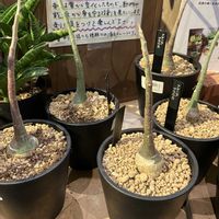 アデニア・グラウカ,カインズ,ホムパトの画像