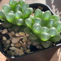 オブツーサ,オブツーサ,ハオルチア,多肉植物,ハオルチア属の画像