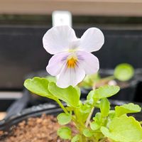 うえたビオラ・パピヨンワールド,ビオラ　BOSS PREMIUM,チュニチュニ試作品,鉢植え,明るい日陰の画像