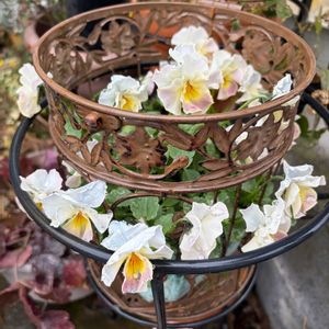 多肉植物,多肉女子,今日のお花,GSミニモニ。No.17,I love the Earth.の画像