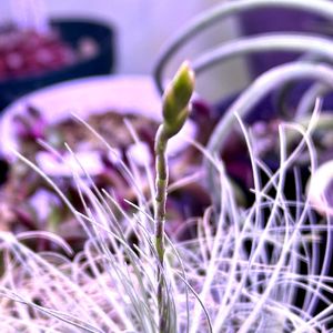 フックシー,岐阜県,多肉男子,チランジア/フックシー,岐阜の画像