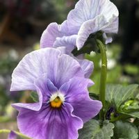 パンジー,パンジー シエルブリエ,パンジー シエルブリエ,種まきっ子,花のある暮らしの画像