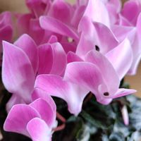 シクラメン,乙女心,ピンクの花,かわいいな♡,お花大好き♡の画像