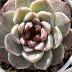 スターフェスティバル,エケベリア ルドルフ,レッドベルベット,エケベリア ロココ,ピンクステラの画像