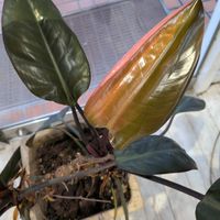 スパティフィラムの画像