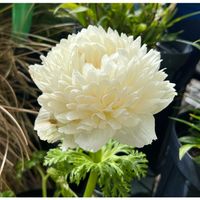 アネモネ,リナリア,金魚草,キンギョソウ・トゥイニー　ピーチ,バルコニーの画像