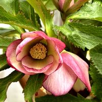 ウメ,クリスマスローズ,プリムラ マラコイデス,マラコイデス 湖畔の夢,花のある暮らしの画像