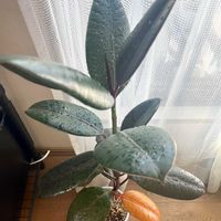 ゴムの木,フィカス バーガンディ,観葉植物,ダイソー産,ジャングル化計画の画像