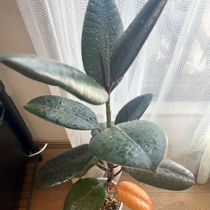 ゴムの木,フィカス バーガンディ,観葉植物,ダイソー産,ジャングル化計画の画像