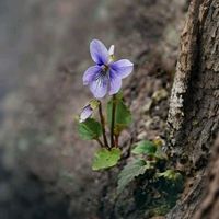 パンジー,パンジー,パンジー,コスミレ,コスミレの画像