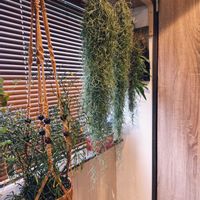 チランジア,ウスネオイデス,ウスネオイデス,リプサリス,スパニッシュモスの画像