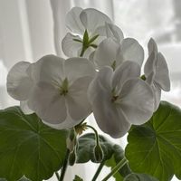 シャクナゲ,ゼラニュウム,ゼラニュウム,石楠花（シャクナゲ）,木立性 ベゴニアの画像