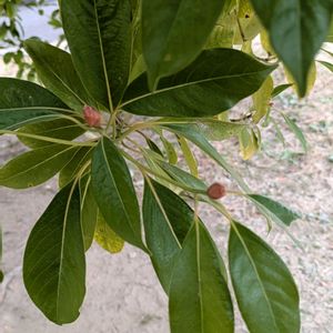 タブノキ,タブノキ,タブノキ,堺のザビエル公園での画像