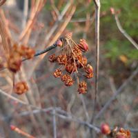 サラサドウダン,？,落葉低木の画像