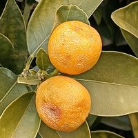 キンカンの画像