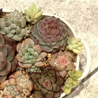 玉つづり,エケベリアいろいろ,多肉植物,多肉植物寄せ植え,多肉寄せ植えの画像
