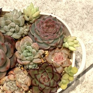 玉つづり,エケベリアいろいろ,多肉植物,多肉植物寄せ植え,多肉寄せ植えの画像