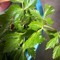 アシタバの画像