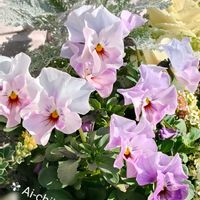 アリッサム,キンギョソウ,グレコマ,ネメシア,ハボタンの画像