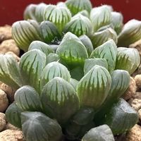 オブツーサ,ガステリア墨鉾,センぺルビウム,ガステリア　オブリクア,多肉植物の画像