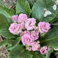 バラ咲きジュリアン,ウィンティー,ライスフラワー,ミステリーモカ,サクラソウ科プリムラの画像