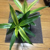 コルジリネ,ドラセナ・ソングオブスリランカの画像