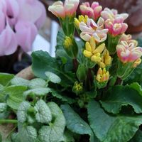 スノードロップ,ヒヤシンス,ムスカリ,リプサリス,ヒナソウの画像