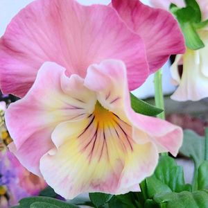 パンジー,パンジー シエルブリエ,パンジー シエルブリエ,花のある暮らし,多肉のある暮らしの画像