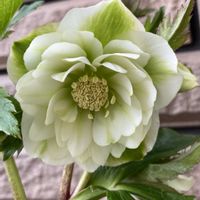 クリスマスローズ ダブル,鉢植え,かわいい♡,素敵な花色,MORIKAENの画像