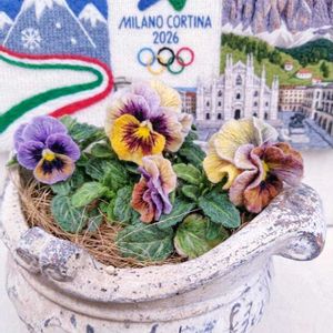 パンジ－,ラナンキュラス　ラックス,フリル咲きパンジー,パンジーマシェリマダム,パンジー クレールドゥリュンヌの画像