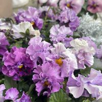 ユキヤナギ,パンジー,トルコギキョウ,パンジー きもの,雪が積もったユキヤナギの画像