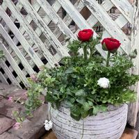 ラナンキュラス,オレガノ ケントビューティー,パルマスミレ,寄せ植え,小花会の画像