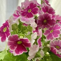 イチゴ,イチゴ,プリムラ,プリムラ,プリムラオブコニカの画像