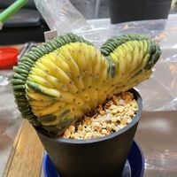 サボテン,ペラルゴニウム,アガベ,ユーフォルビア属,ペラルゴニウム・ミラビレの画像