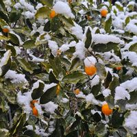 キンカンの画像