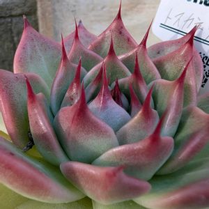 多肉植物,タニラー,多肉女子,鳥取県,ポー友の会の画像