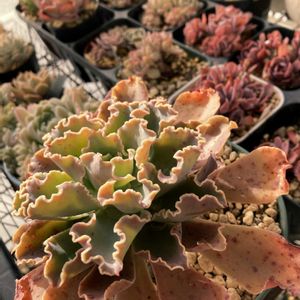 エケベリア　ブルーウェーブ,多肉植物のある暮らし,多肉女子,多肉好き,フリル系大好き♡の画像