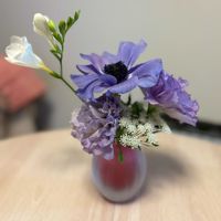 アネモネ,トルコキキョウ,フリージア,フリージア,レースフラワーの画像