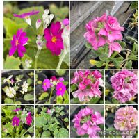 クリスマスローズ,ストック,ペチュニア,ビオラ,プリムラ マラコイデスの画像