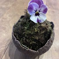 苔玉,苔玉盆栽,バンダ グリーンライト,武器ではなく花を,応援してます^_^の画像