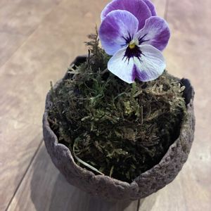 苔玉,苔玉盆栽,バンダ グリーンライト,武器ではなく花を,応援してます^_^の画像