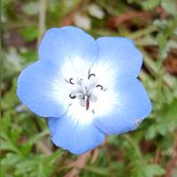 ストック,ネモフィラ,木瓜の花,スマホ撮影,いつも笑顔で過ごそう♡の画像