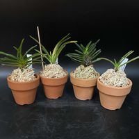 富貴蘭,フウラン,観葉植物,伝統園芸植物,珍奇植物の画像