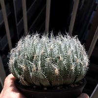 ハオルチア,ハオルチア　インテリア,多肉植物,ハオルチア属,ハオルシア属     の画像