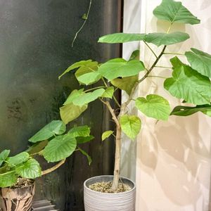 ウンベラータ,観葉植物,挿し木,熱帯植物,フィカス属の画像