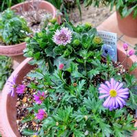 クロッカス,スイセン,ブラキカム,オステオスペルマム・ガトーショコラ,水菜でハリハリ鍋の画像