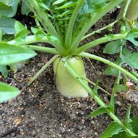 カブ,ダイコン,フィカスとムーミン✨,ガロ（バルセロスの雄鶏）の画像