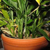 ミリオンバンブー,ドラセナ・サンデリアーナ,富貴竹,観葉植物,癒しの画像