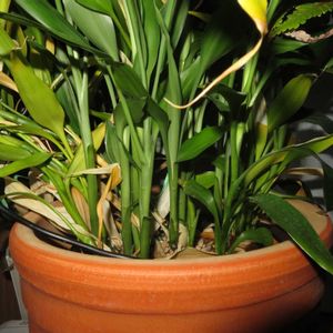 ミリオンバンブー,ドラセナ・サンデリアーナ,富貴竹,観葉植物,癒しの画像