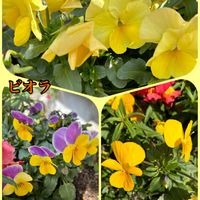 金のなる木,クンシラン(君子蘭),免疫力UP,温かくして過ごしましょう♡の画像